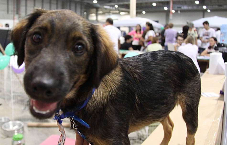 Festa do Trabalhador terá participação de entidades de proteção aos animais