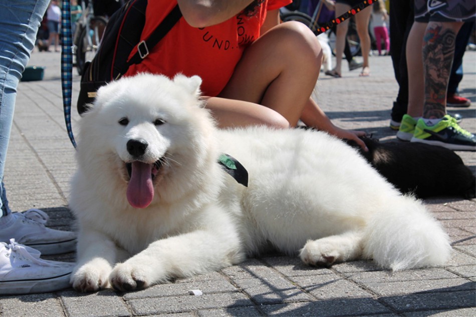 Projeto libera a entrada de cães na Vila Germânica neste fim de semana