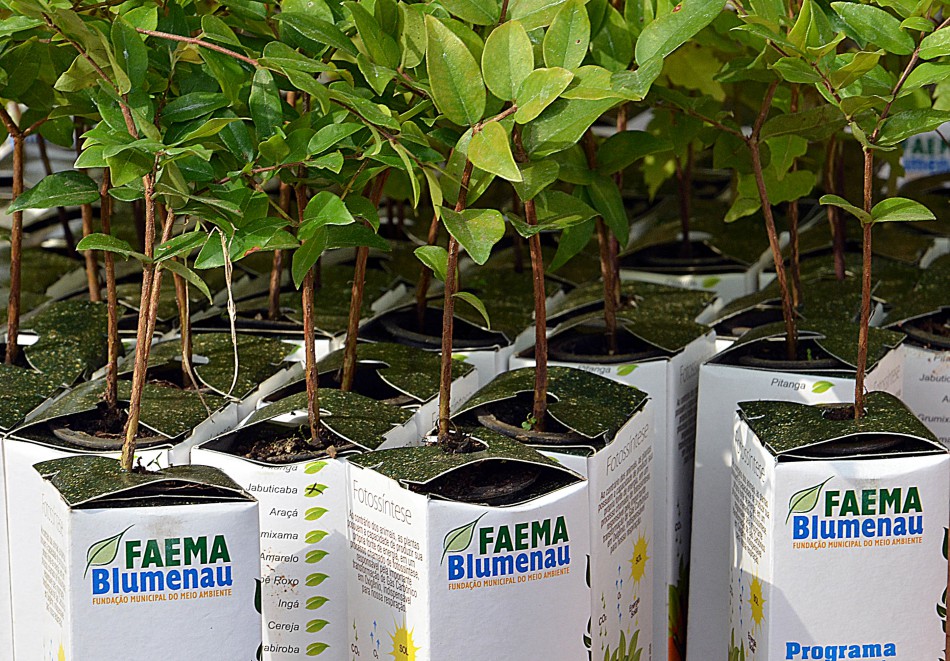 Faema distribui 300 mudas de árvores para incentivar o plantio