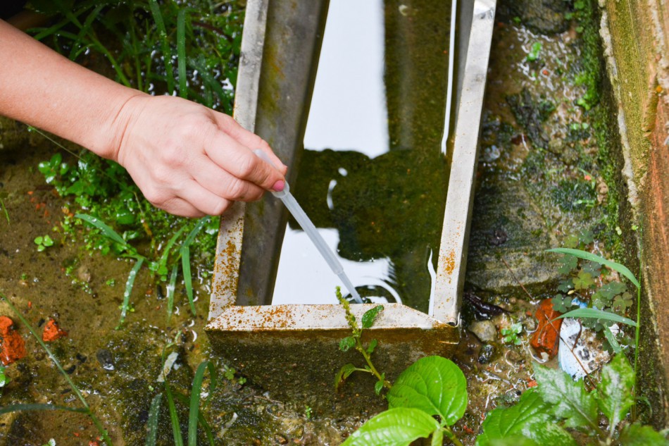 Blumenau registra mais de 1,3 mil focos do mosquito Aedes aegypti
