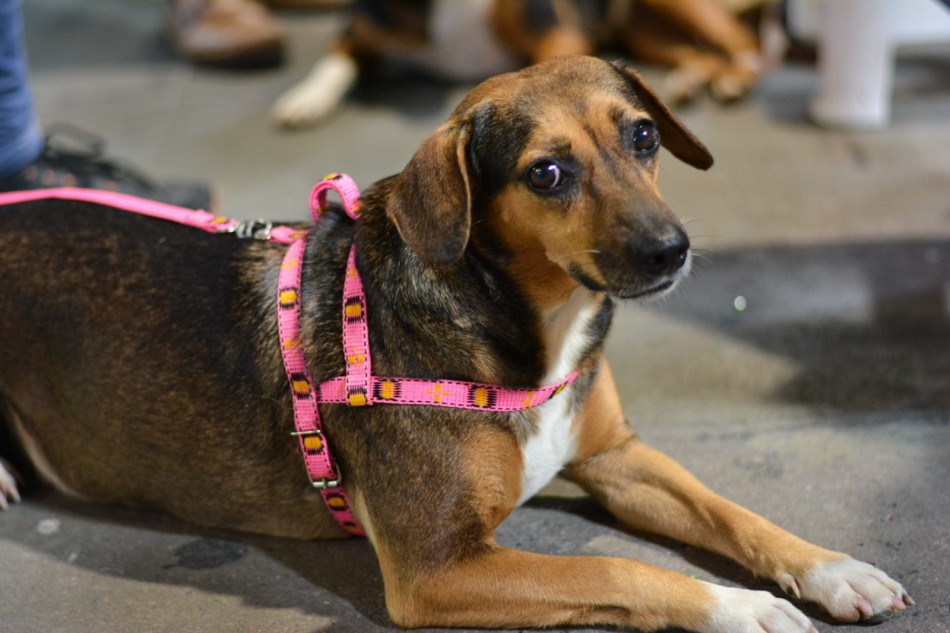 Prefeitura de Blumenau amplia número de animais castrados com novo mutirão